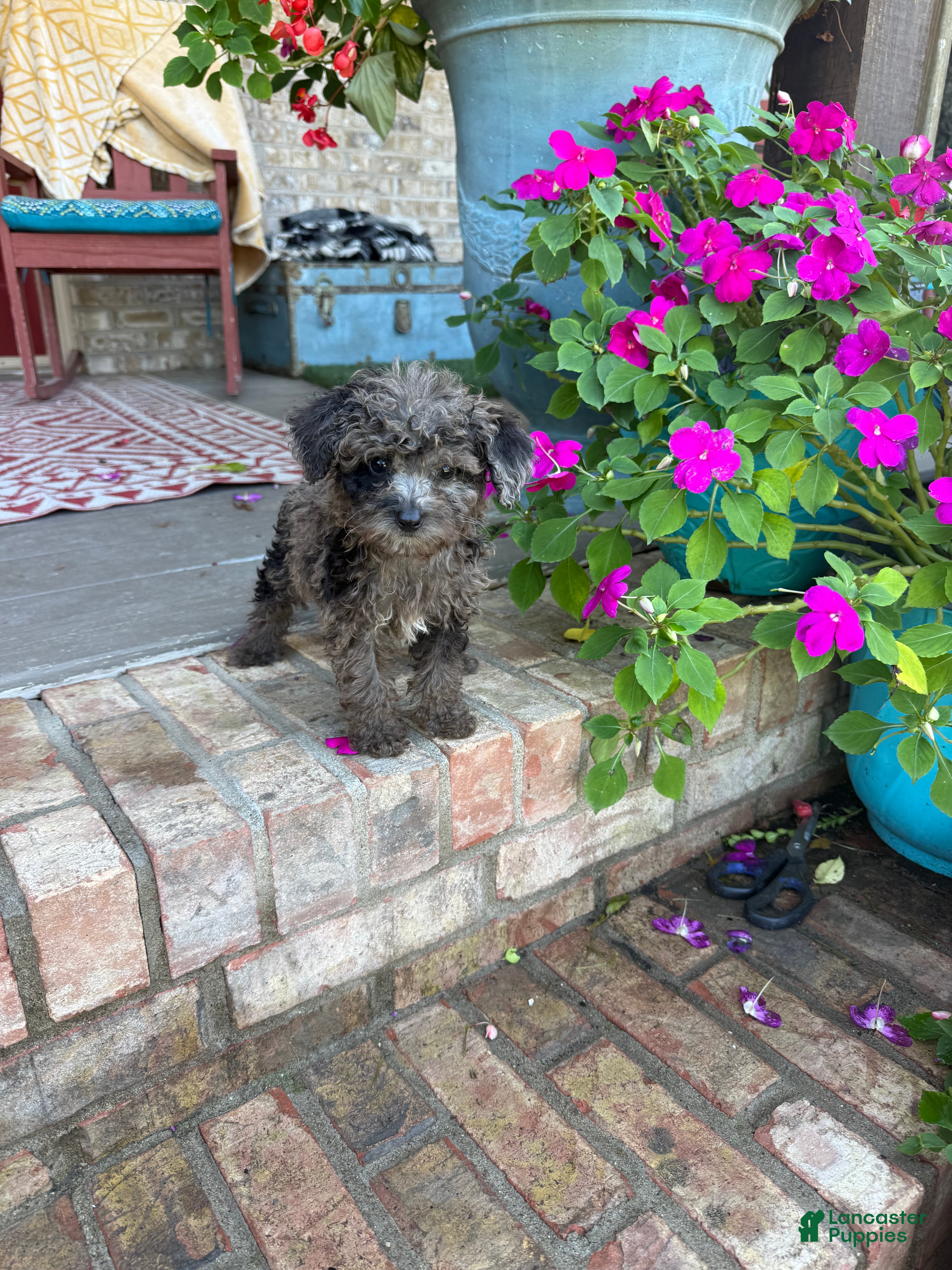 Mini Aussiedoodle dogs for sale: Coco - Ad 8