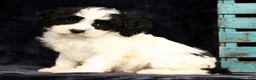 Cavapoo dogs for sale: Kimberly - Ad 8