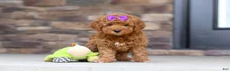 Mini Goldendoodle dogs for sale: Vanessa - Ad 1