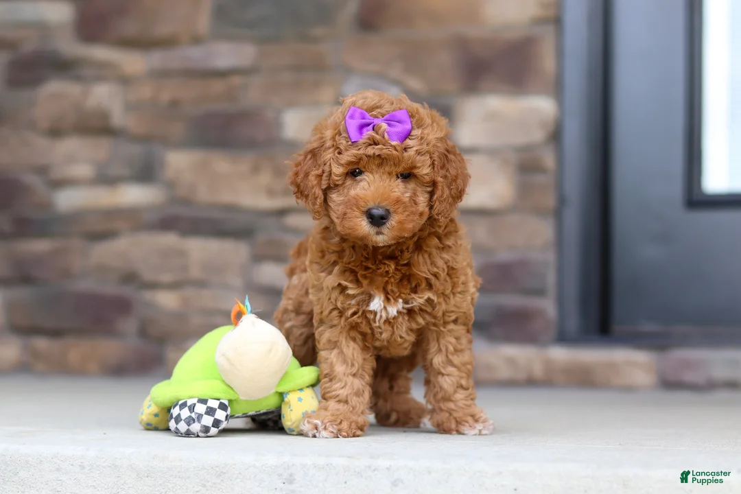 Mini Goldendoodle dogs for sale: Vanessa - Ad 1