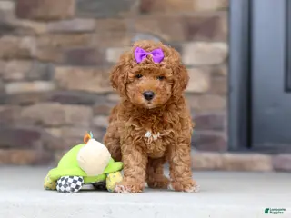 Mini Goldendoodle dogs for sale: Vanessa - Ad 2