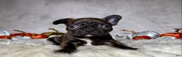 Mixed Breed dogs for sale: Mr. Bruce - Ad 8