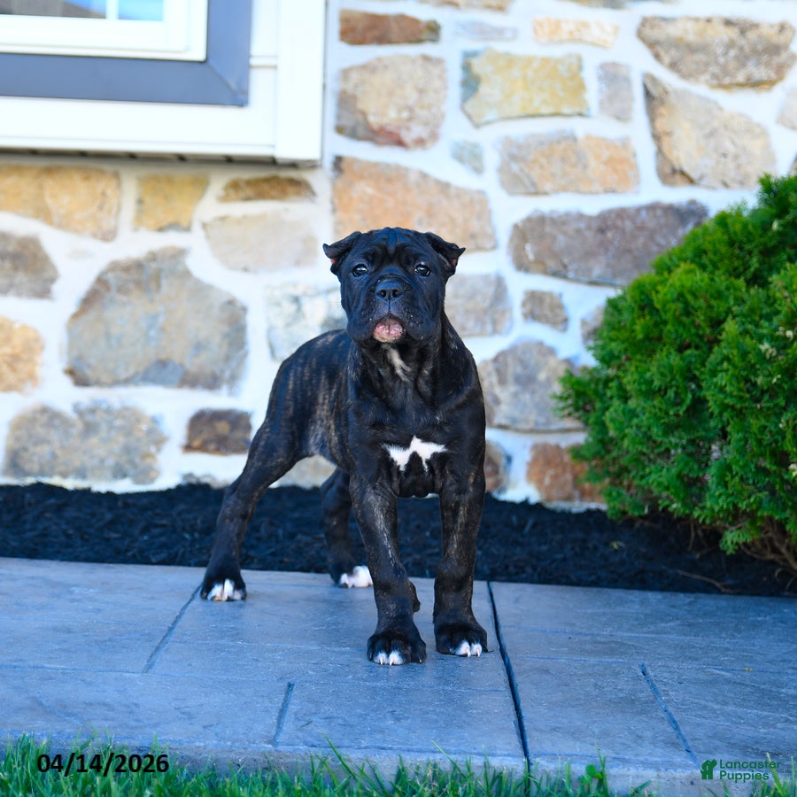 Cane Corso dogs Tilly - Ad 1