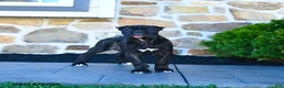 Cane Corso dogs for sale: Tilly - Ad 7