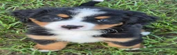 Bernese Mountain Dog dogs for sale: Bella - Ad 4