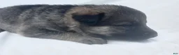 German Shepherd dogs for sale: Willow - Ad 10