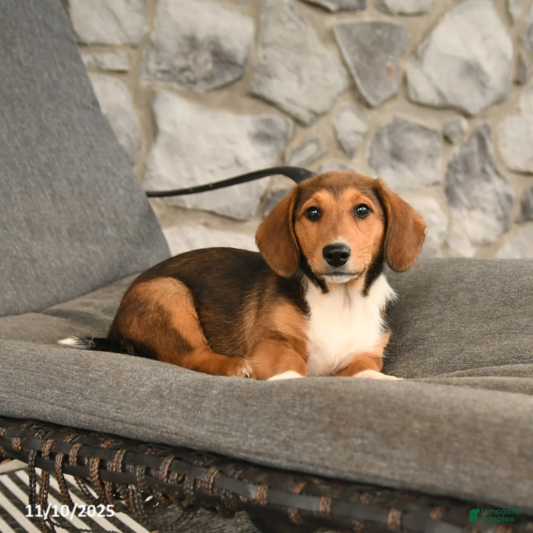 Mixed Breed dogs for sale: Blossom - Ad 3