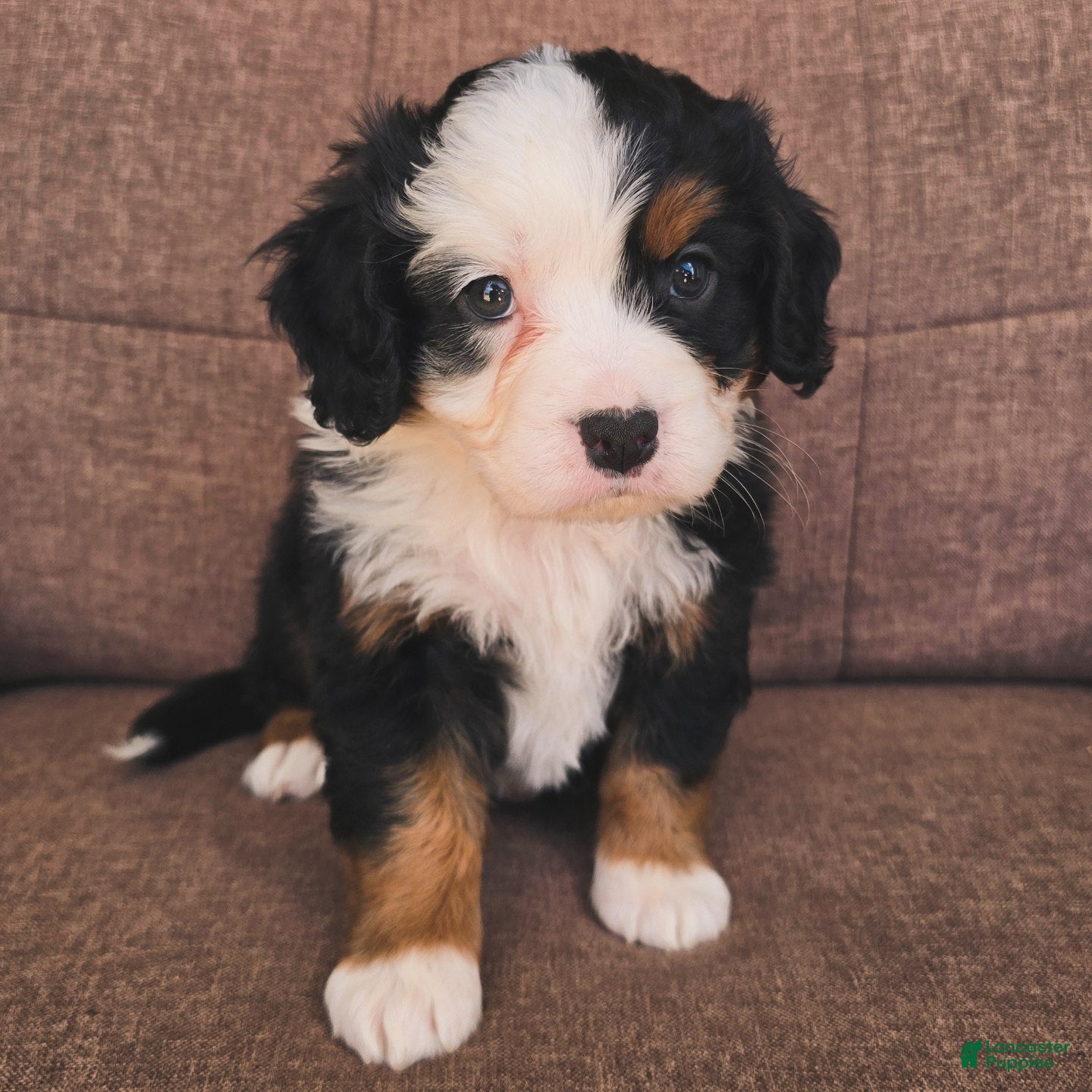 Miniature Bernese Mountain Dog dogs Tom Collins - Ad 1