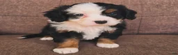 Miniature Bernese Mountain Dog dogs for sale: Tom Collins - Ad 1