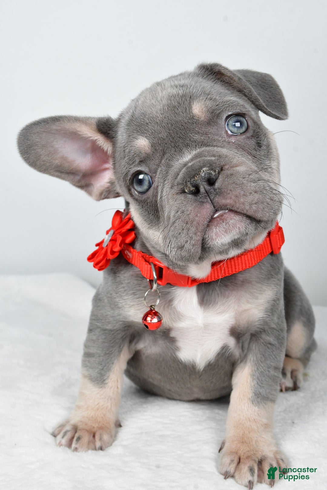 French Bulldog dogs for sale: Kate - Ad 5
