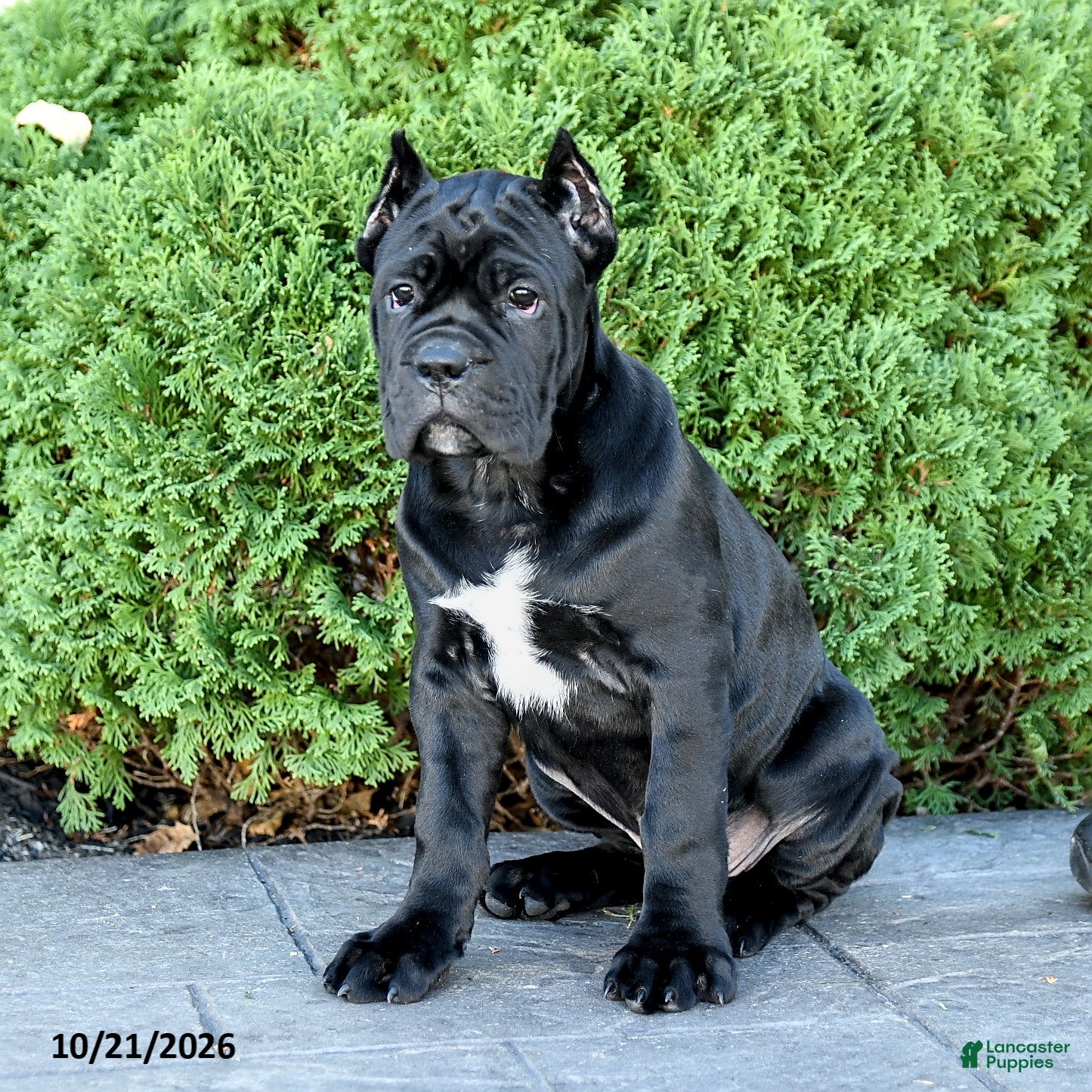 Cane Corso dogs for sale: Bri  - Ad 1