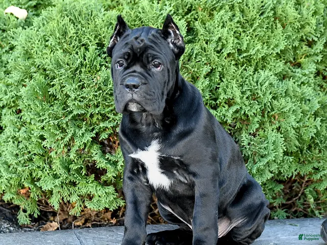 Cane Corso dogs for sale: Bri - Ad 1