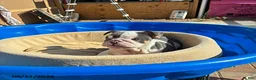 English Bulldog dogs for sale: Marshmallow - Ad 3