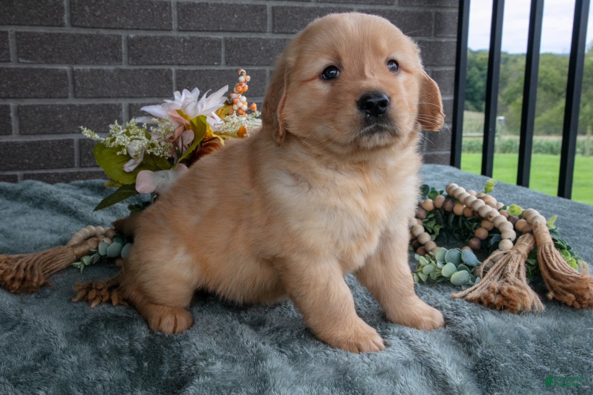 Golden Retriever dogs Enzo - Ad 2