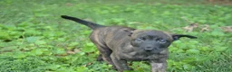 Dutch Shepherd dogs for sale: Akela - Ad 7