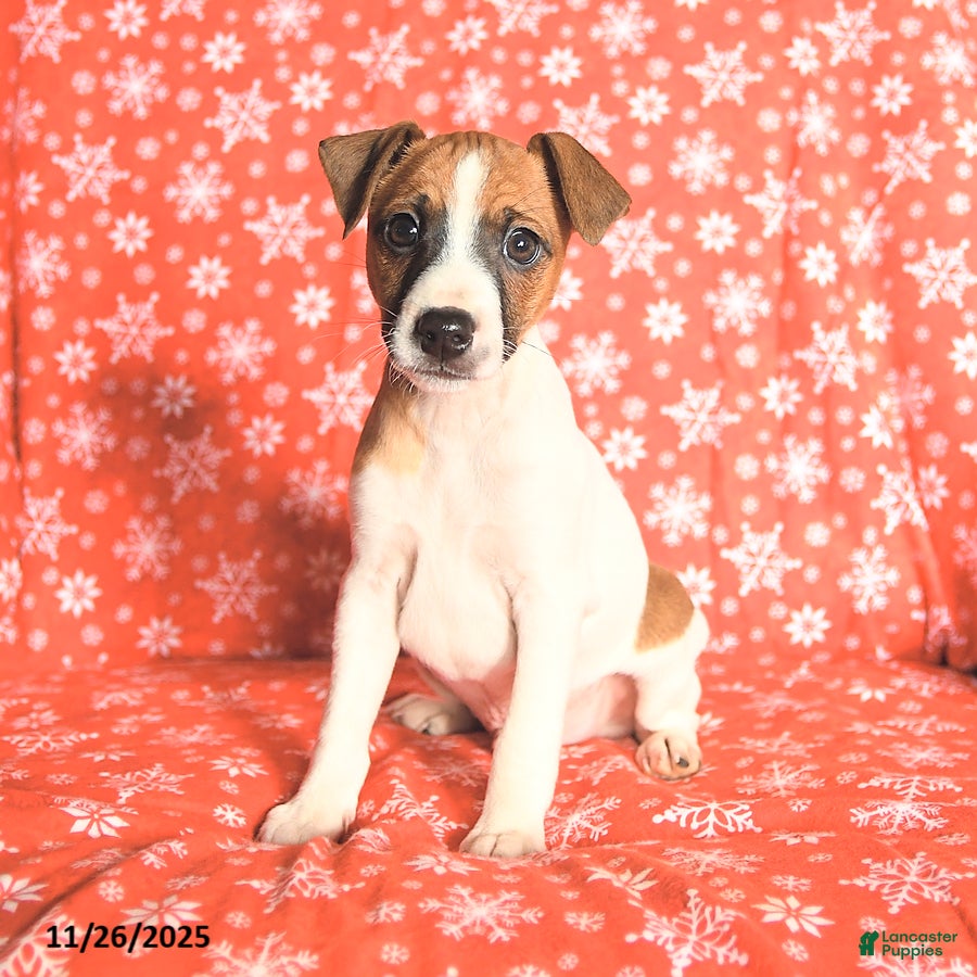 Jack Russell Terrier dogs Santa Paws - Ad 31