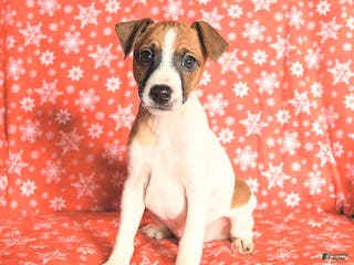 Jack Russell Terrier dogs Santa Paws - Ad 23