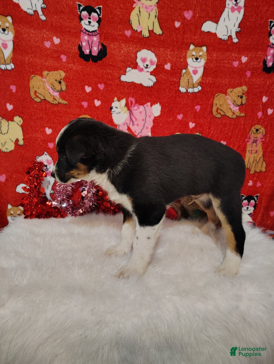 Mixed Breed dogs for sale: Colt - Ad 8