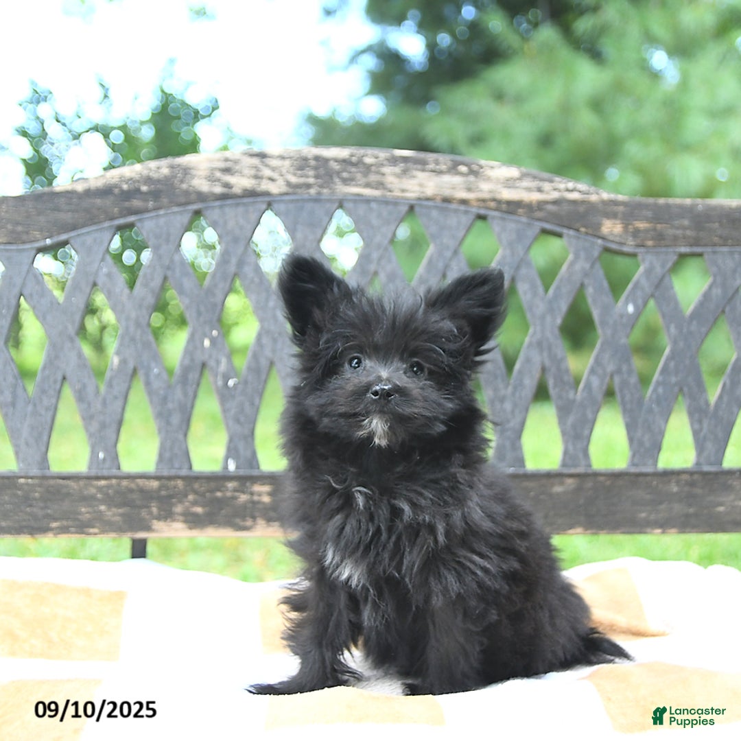 Pomapoo dogs for sale: Banjo - Ad 11