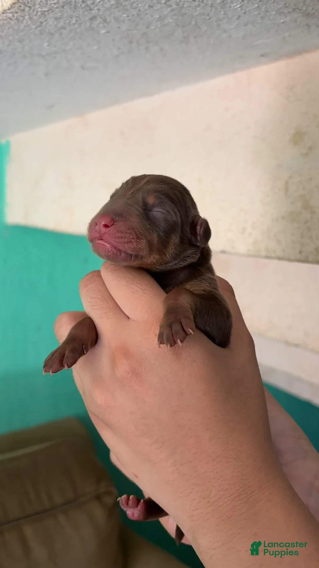Doberman Pinscher dogs for sale: Doberman Pinscher 2 - Ad 2