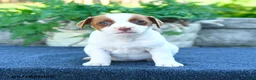 Jack Russell Terrier dogs for sale: Julia - Ad 4