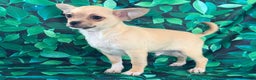 Chihuahua dogs for sale: Cody - Ad 4