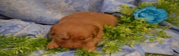 Golden Retriever dogs for sale: Abby - Ad 2