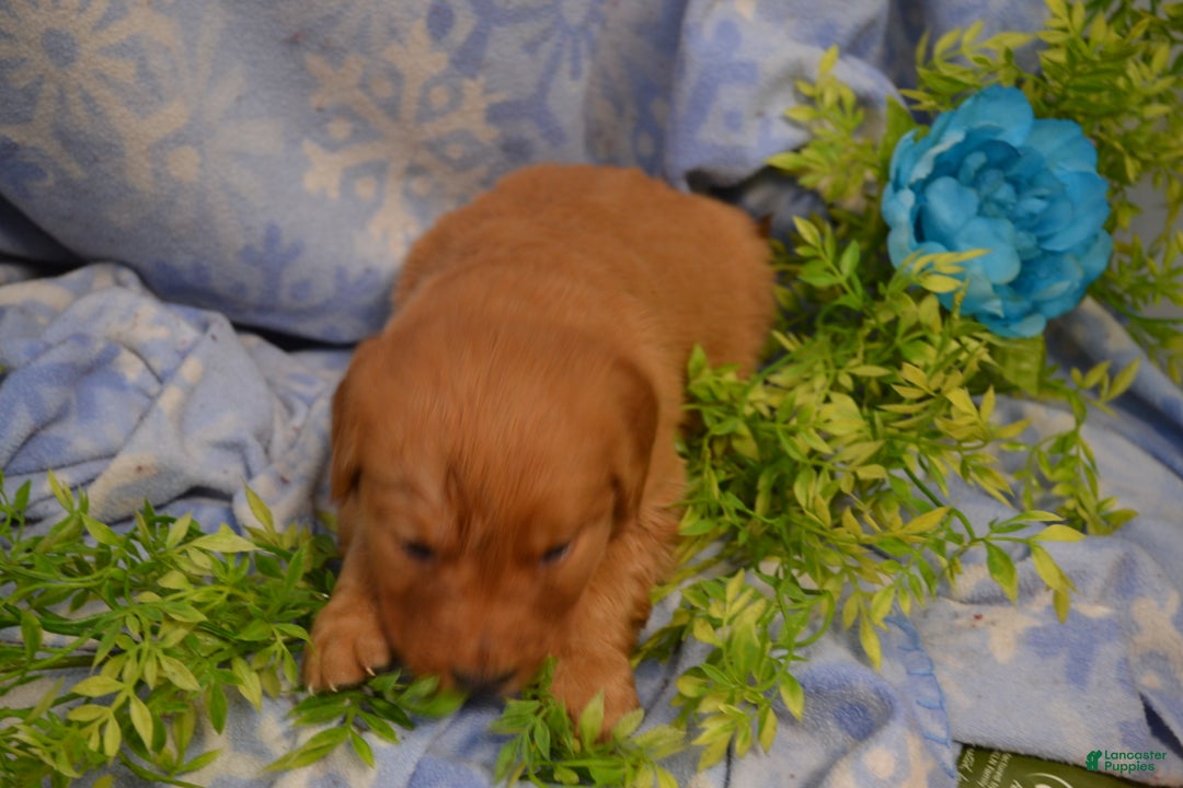 Golden Retriever dogs for sale: Abby - Ad 2