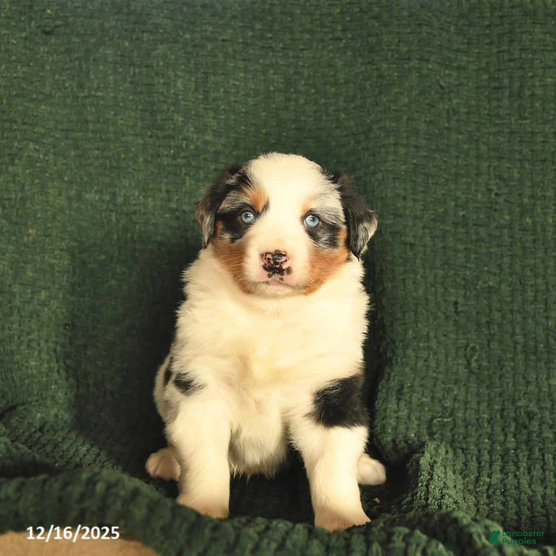 Australian Shepherd dogs for sale: Crawford  - Ad 2