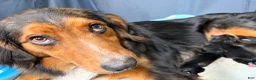 Mixed Breed dogs for sale: Neon green - Ad 6