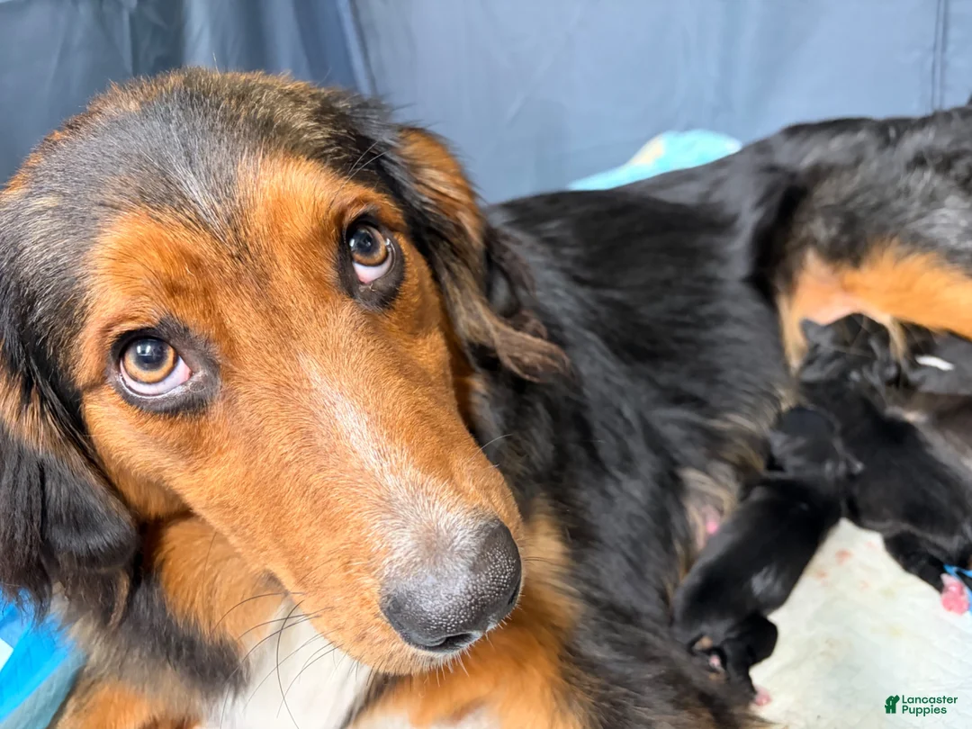 Mixed Breed dogs for sale: Neon green - Ad 6