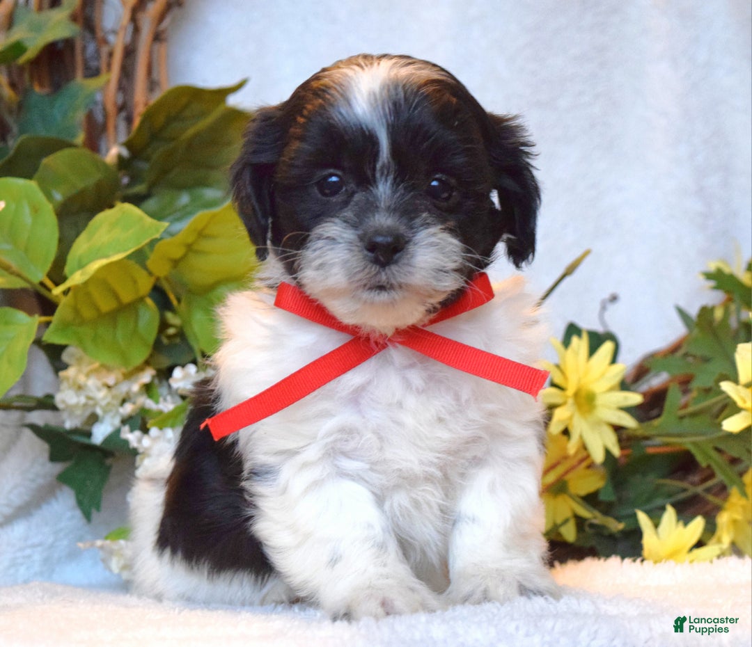 Teddy Bear dogs for sale: Bailey - Ad 2