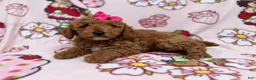 Cockapoo dogs for sale: Remi - Ad 4