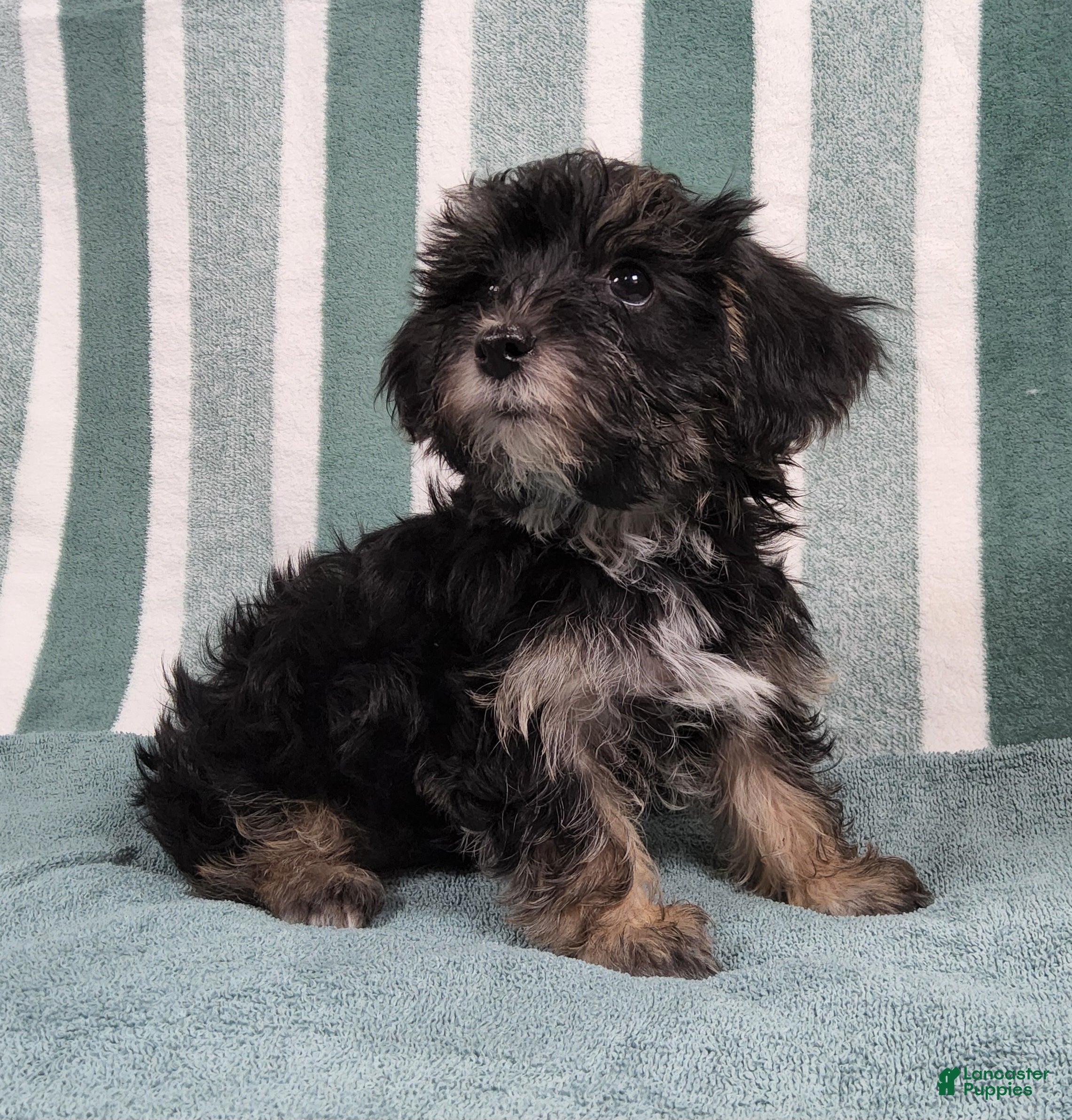 Yorkipoo Puppies Toy Yorkie Poo For Sale Grey Miniature Yorkie