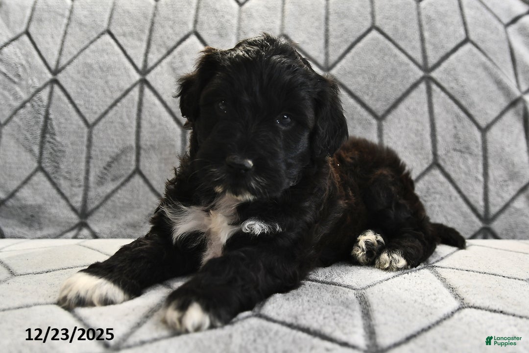 Portuguese Water Dog dogs for sale: Denny - Ad 14