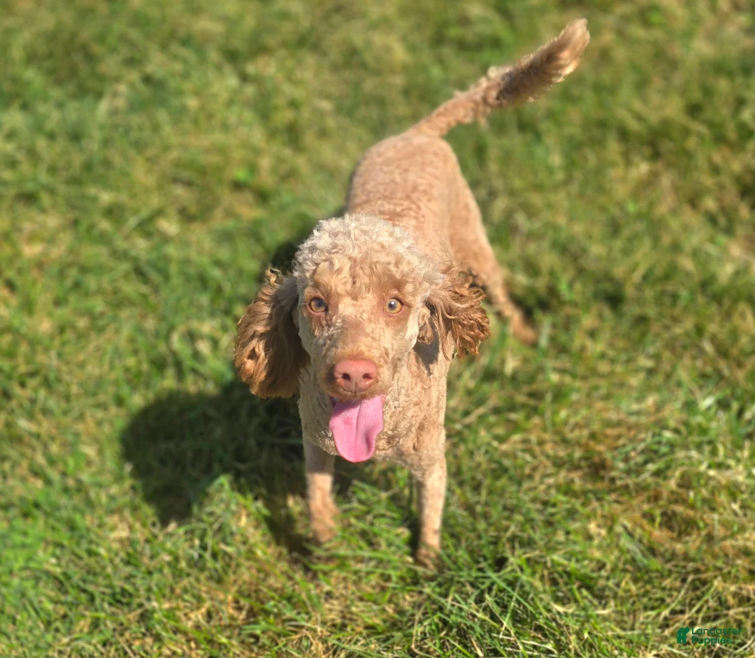 Cockapoo dogs for sale: Sprout - Ad 7