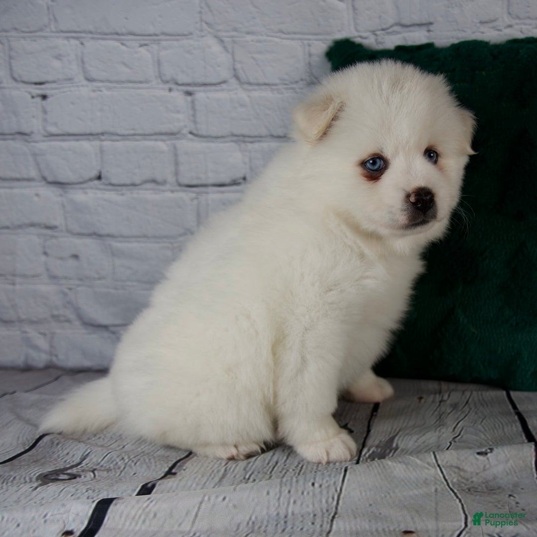 Pomsky dogs for sale: Gabby - Ad 7