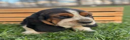 Basset Hound dogs for sale: Oliver - Ad 10