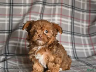 Shorkie dogs for sale: Lacey - Ad 4