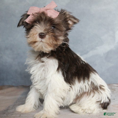 Miniature Schnauzer dogs Giselle - Ad 25