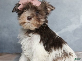 Miniature Schnauzer dogs Giselle - Ad 41