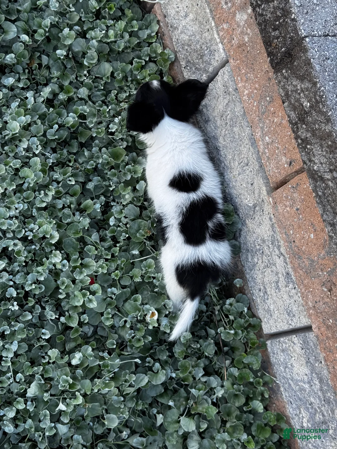 Papillon dogs for sale: Rachel - Ad 2