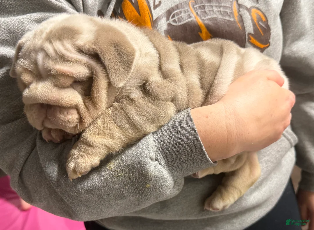 English Bulldog dogs for sale: Hippo - Ad 1