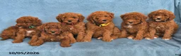 Mini Goldendoodle dogs for sale: Snickers - Ad 3