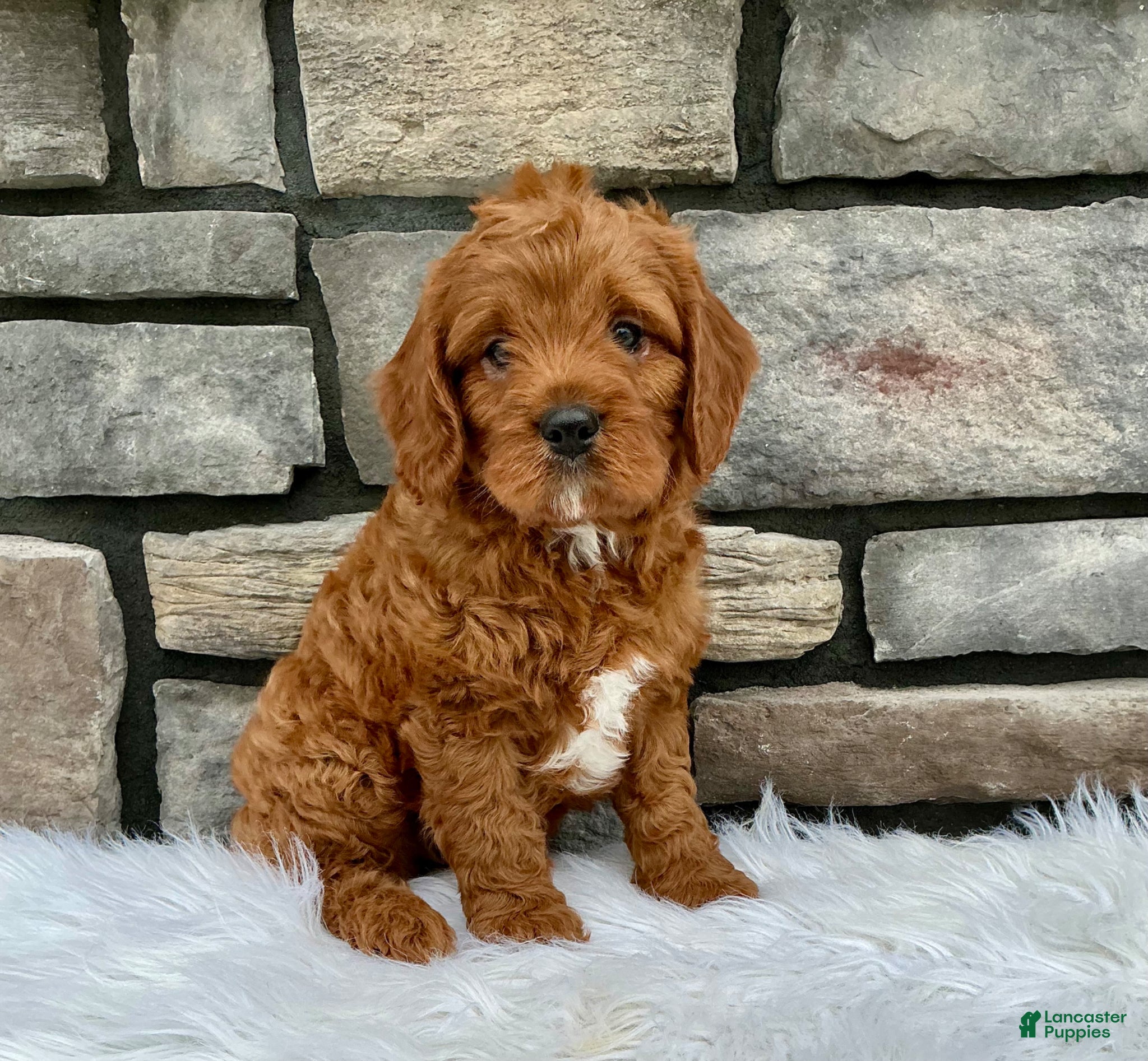 Cavapoo dogs Manny - Ad 1
