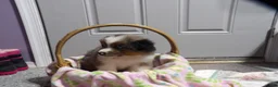 Miniature Australian Shepherd dogs for sale: Molly - Ad 2