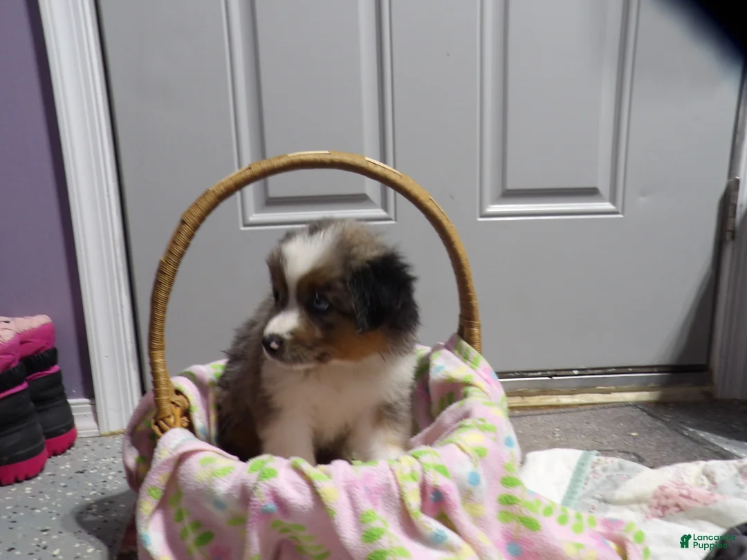 Miniature Australian Shepherd dogs for sale: Molly - Ad 2