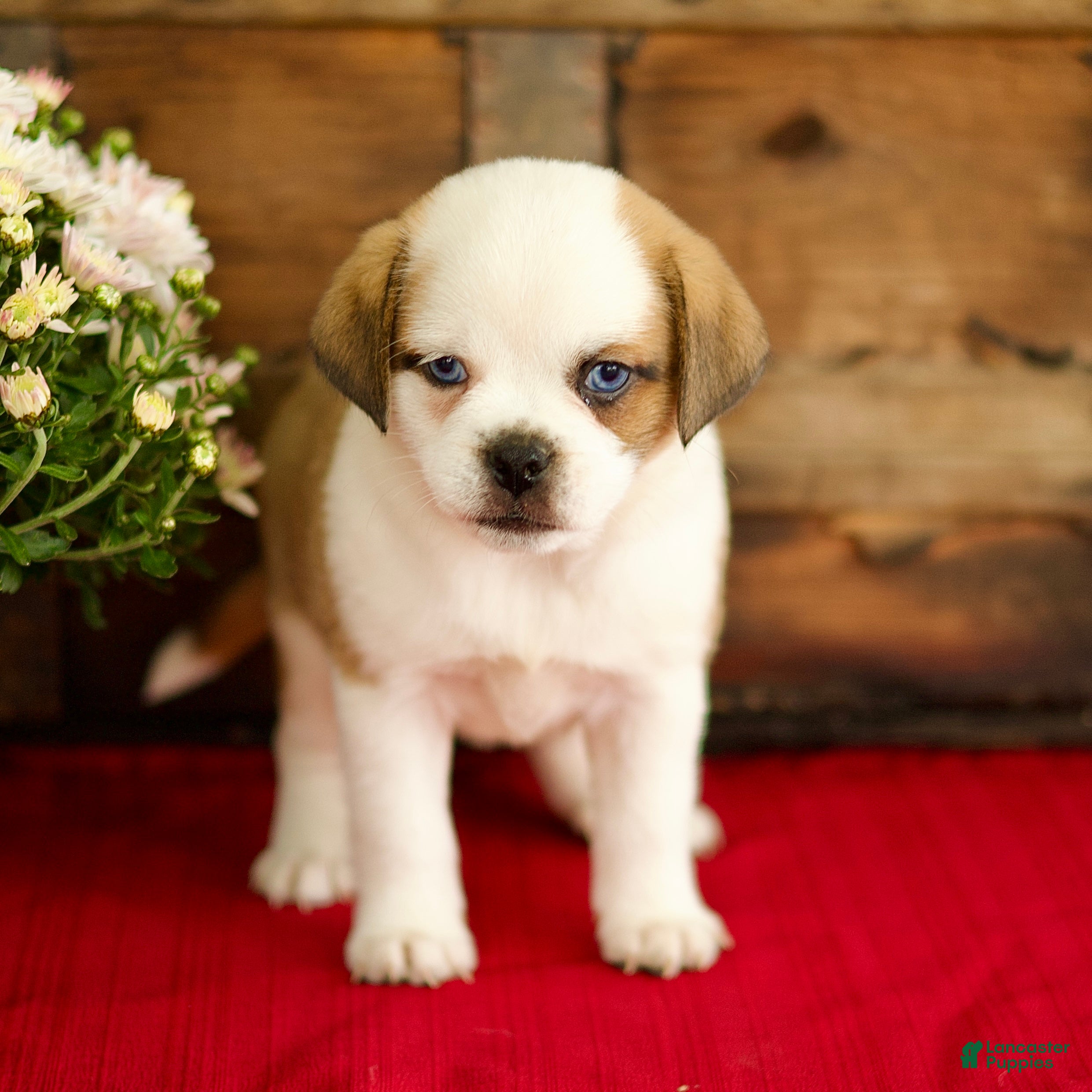 Mixed Breed dogs Belle - Ad 1