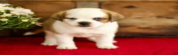Mixed Breed dogs for sale: Belle - Ad 1