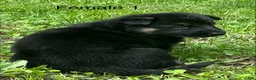 German Shepherd dogs for sale: German Shepherd 7 - Ad 10